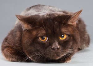 Шоколадный окрас британских кошек с фото галереей. Фото британских кошек, котов, котят шоколадного окраса. Шоколадные британцы: стандарт окраса 